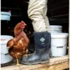 A chicken standing next to a person in boots.